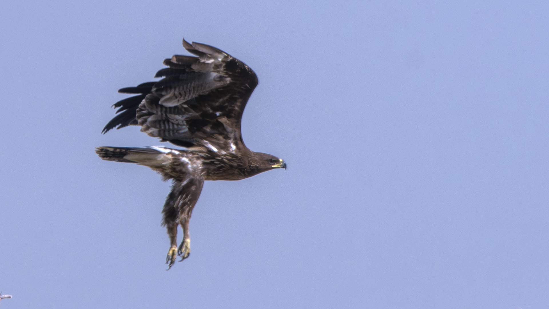 Greater Spotted Eagle